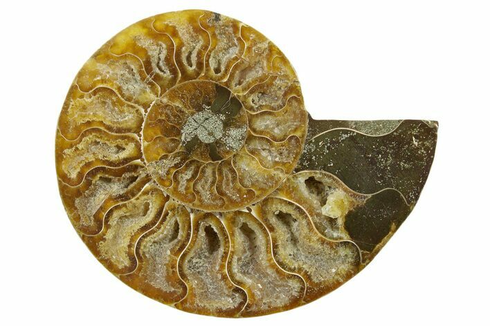 Cut & Polished Ammonite Fossil (Half) - Madagascar #377726